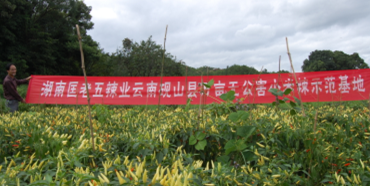 湖南·匡老五辣業(yè)云南有機(jī)·野山椒基地