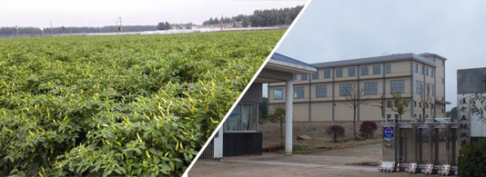 印度S4辣椒(中辣型,4萬左右SHU)