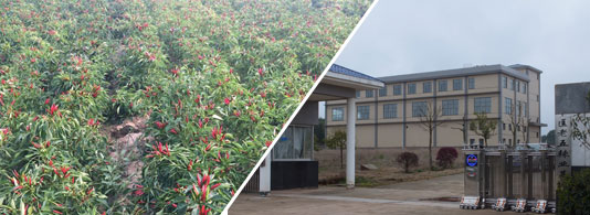 天宇椒(中辣型,7萬左右SHU)