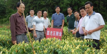 匡老五星秀野山椒 基地圖片 匡老五星秀野山椒 基地圖片