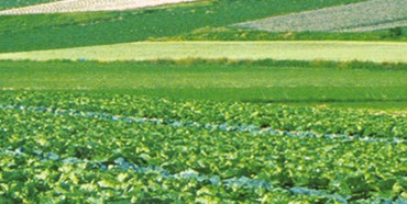 梅干菜基地種植 梅干菜基地種植