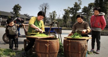 梅干菜加工剁碎 梅干菜加工剁碎