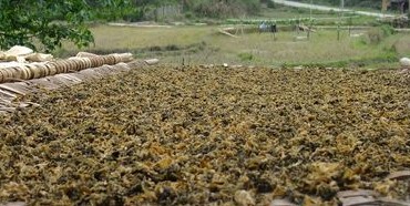 原始竹床晾曬的梅干菜 原始竹床晾曬的梅干菜