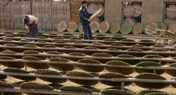 紫蘇葉晾曬 紫蘇葉晾曬