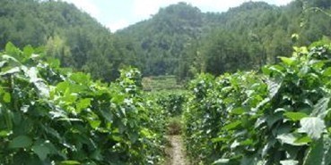 匡老五刀豆絲基地種植 匡老五刀豆絲基地種植