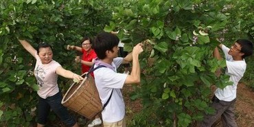 匡老五基地采摘新鮮刀豆 匡老五基地采摘新鮮刀豆