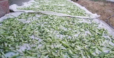 匡老五辣業(yè)晾曬刀豆 匡老五辣業(yè)晾曬刀豆