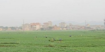 匡老五馬齒莧采摘 匡老五馬齒莧采摘