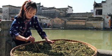 匡老五辣業(yè)晾曬馬齒莧 匡老五辣業(yè)晾曬馬齒莧