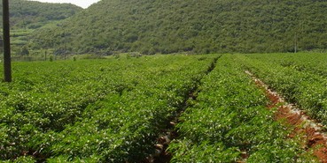 匡老五青椒種植基地 匡老五青椒種植基地