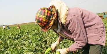 匡老五辣椒采摘 匡老五辣椒采摘