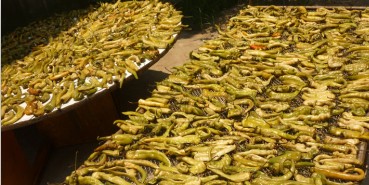 匡老五白辣椒晾曬 匡老五白辣椒晾曬