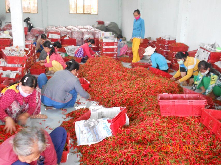 匡老五辣業(yè)鮮小米辣挑選 匡老五辣業(yè)鮮小米辣挑選