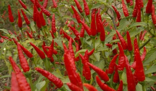 匡老五辣業(yè)基地滿天星 匡老五辣業(yè)基地滿天星