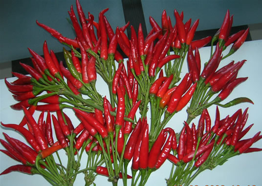 匡老五辣業(yè)小辣椒 匡老五辣業(yè)小辣椒