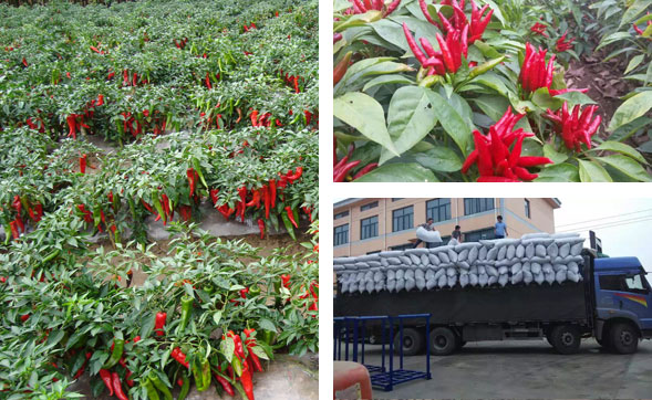 湖南干辣椒批發(fā) 湖南干辣椒批發(fā)